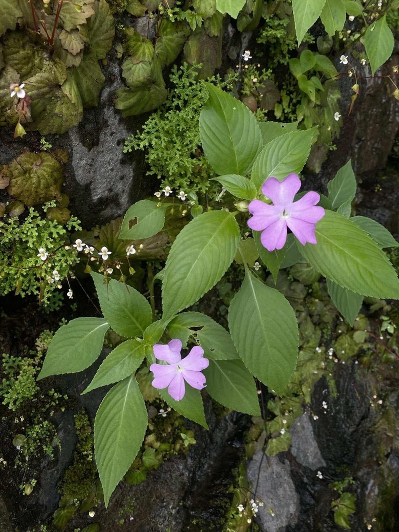 Impatiens lobbiana photo 3