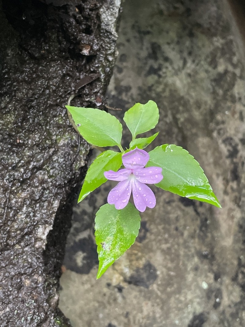 Impatiens lobbiana photo 4