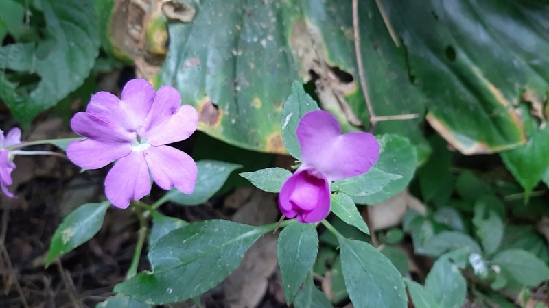Impatiens lobbiana photo 5
