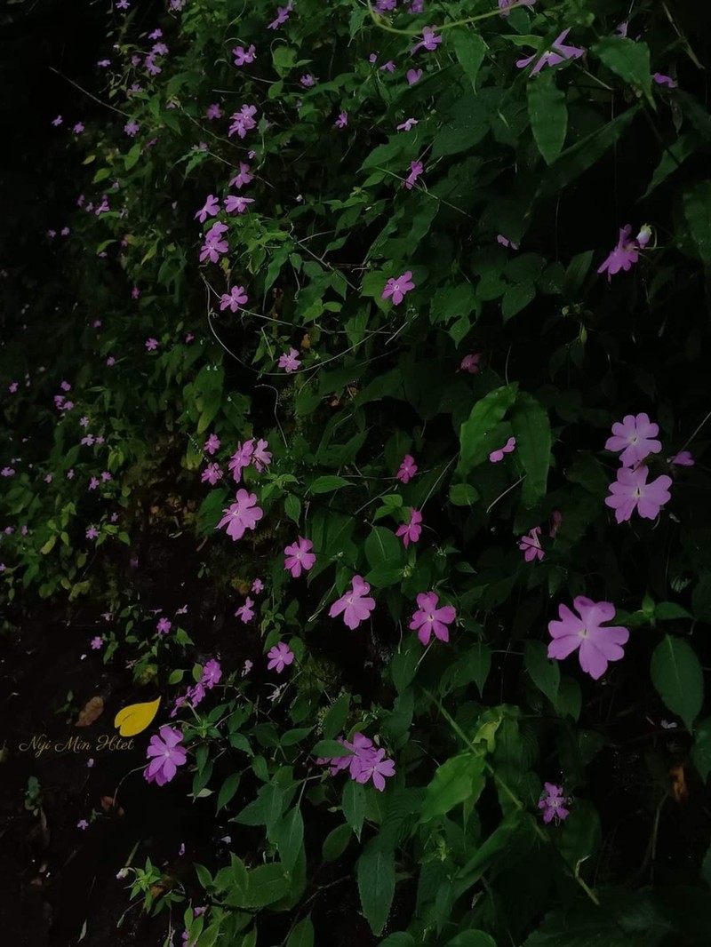 Impatiens lobbiana photo 6