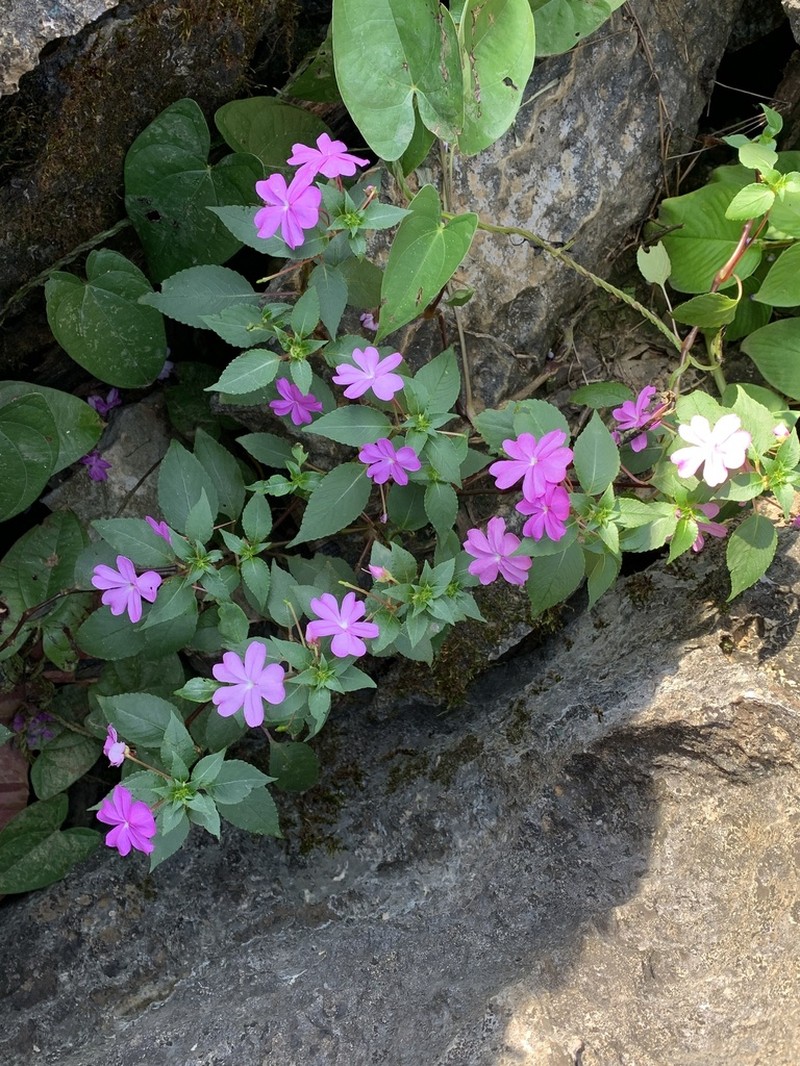 Impatiens lobbiana photo 7