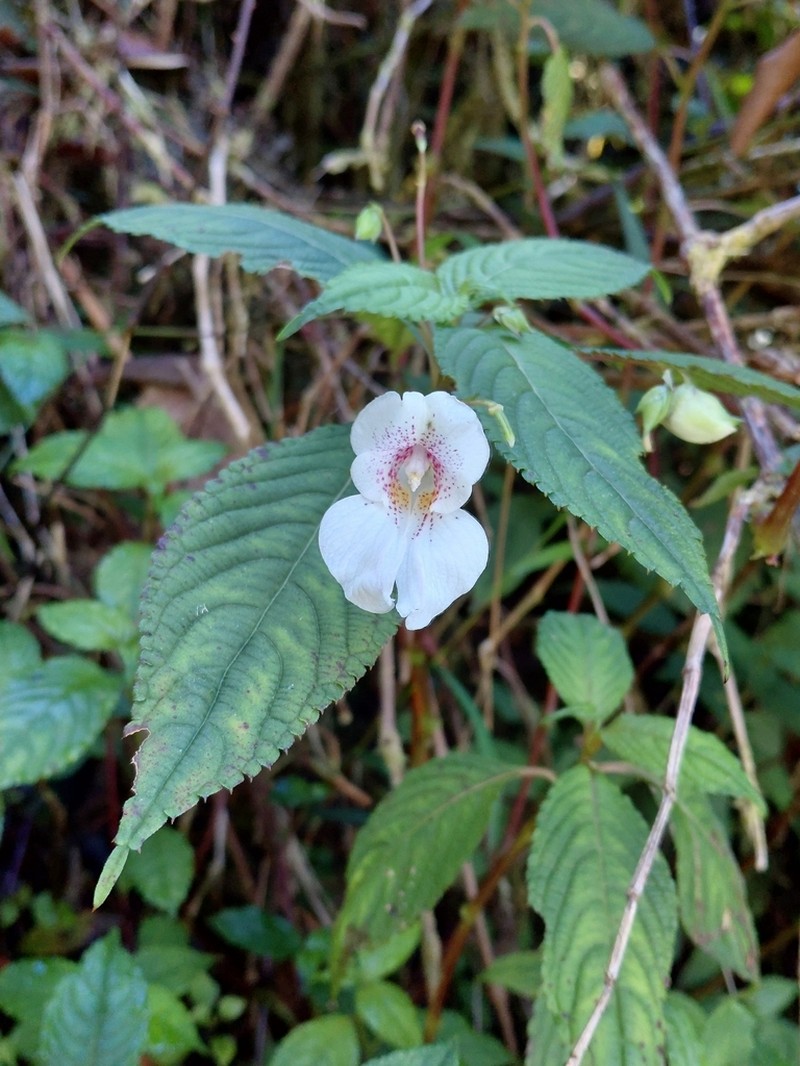 Impatiens loheri