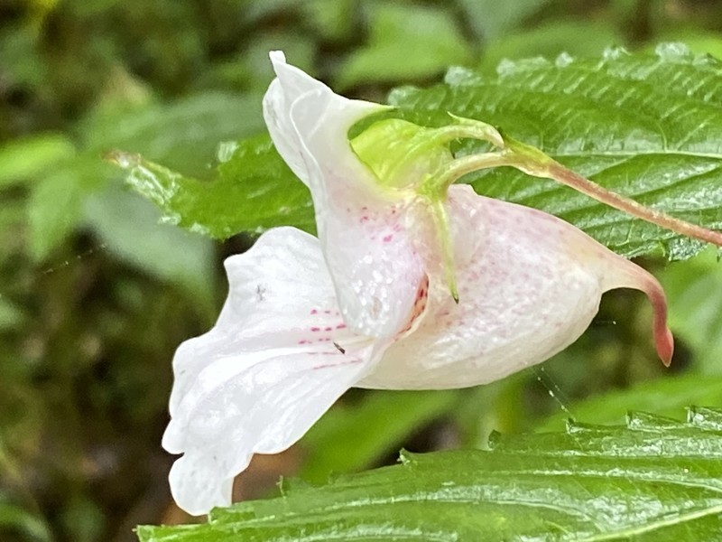 Impatiens loheri photo 2