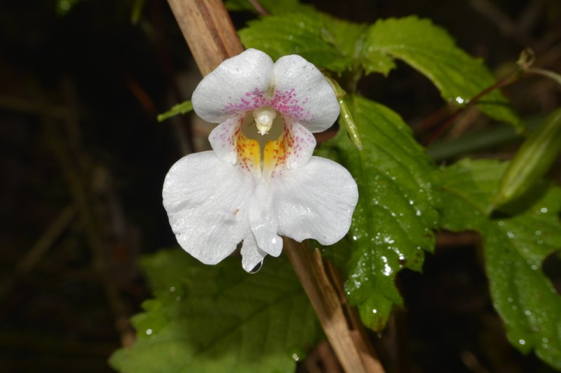 Impatiens loheri photo 3