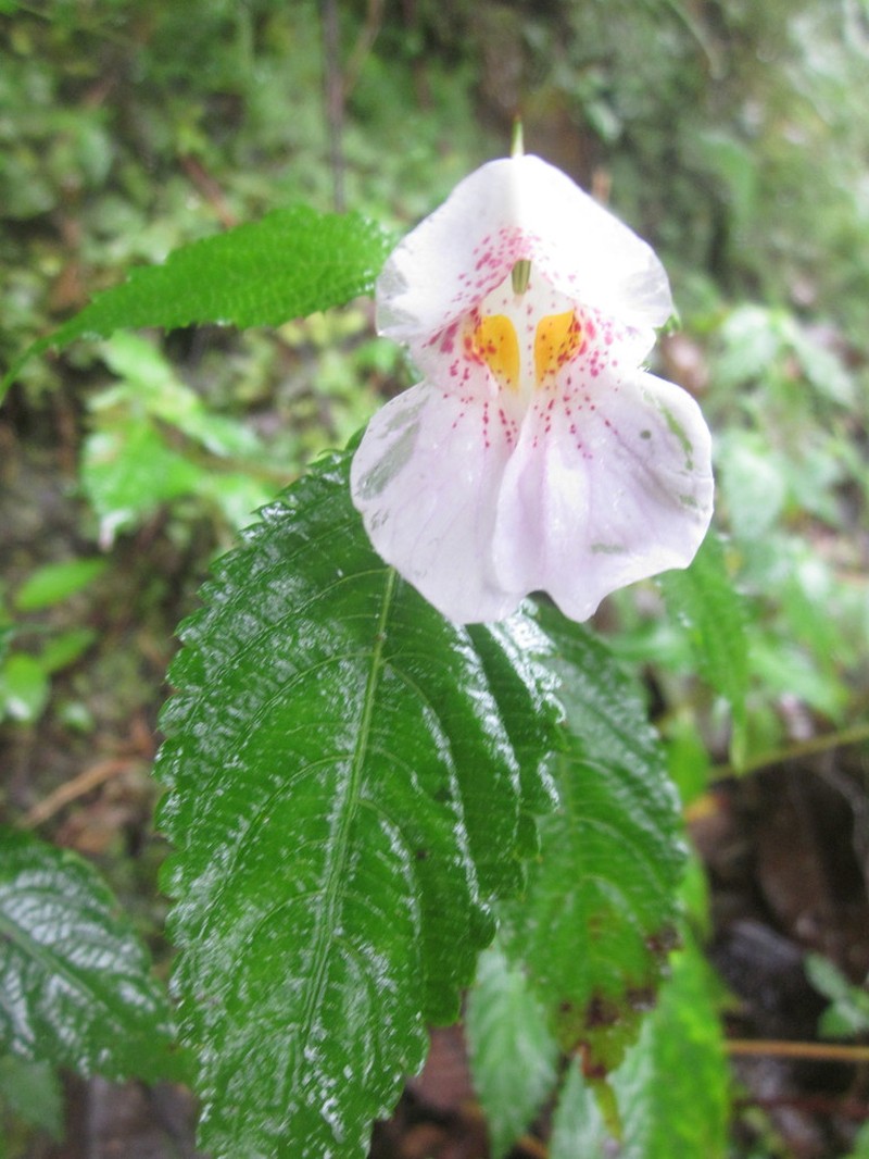 Impatiens loheri photo 4