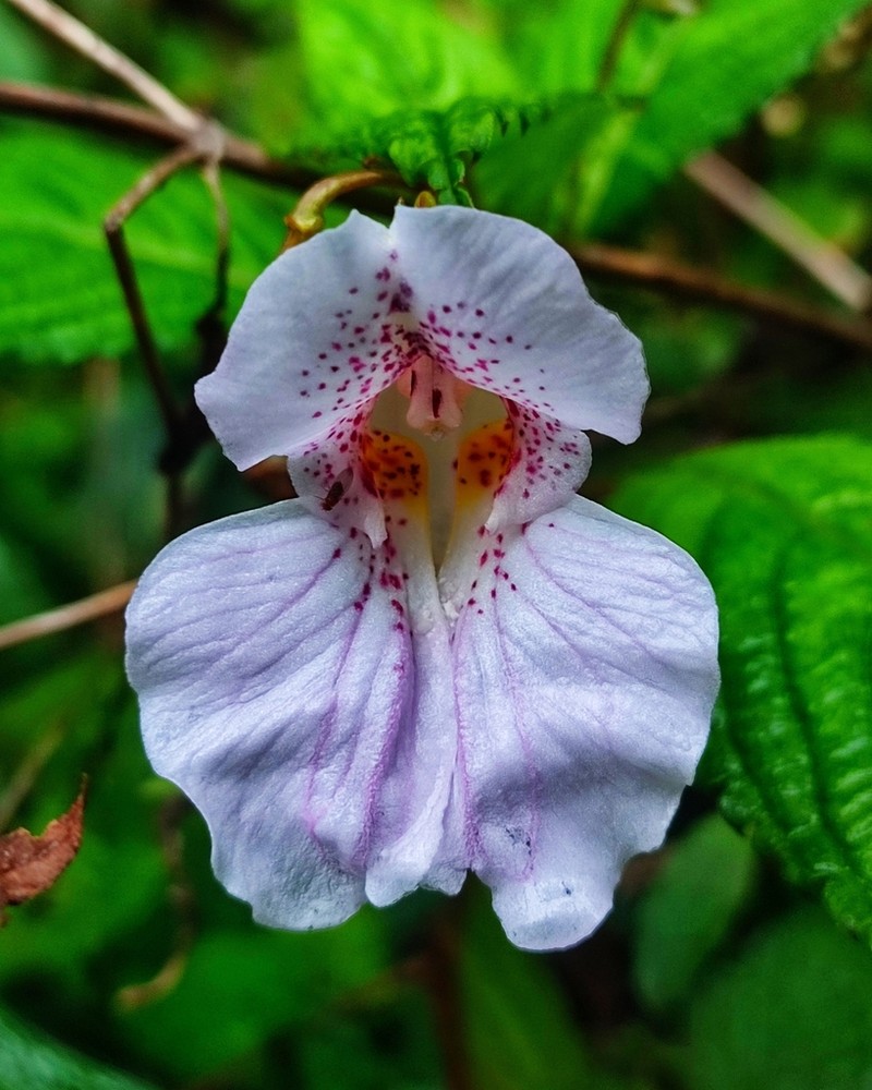 Impatiens loheri photo 5