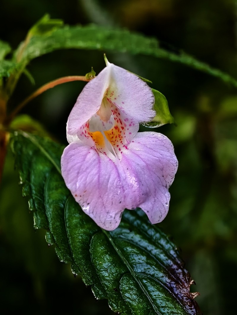 Impatiens loheri photo 6