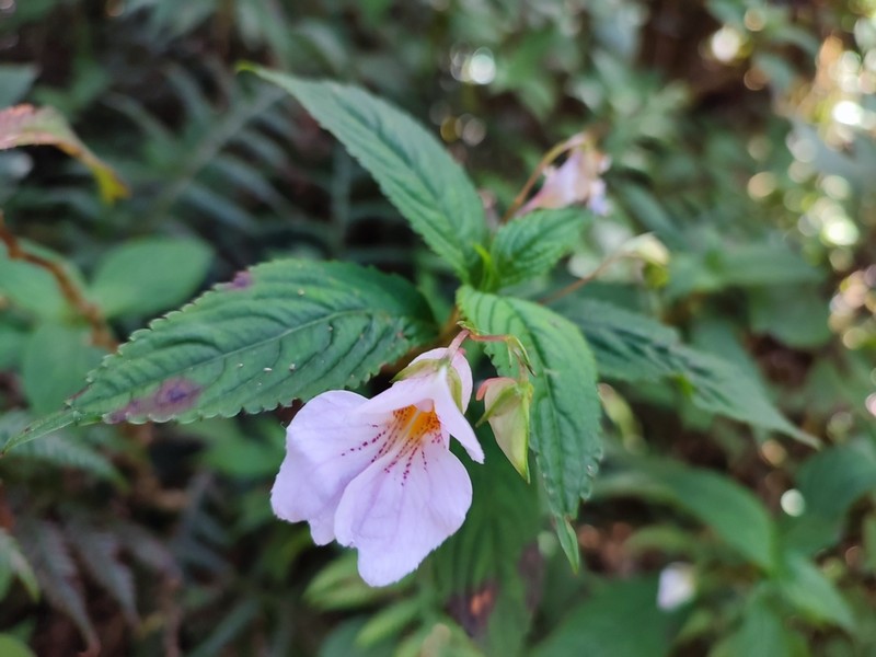 Impatiens loheri photo 7