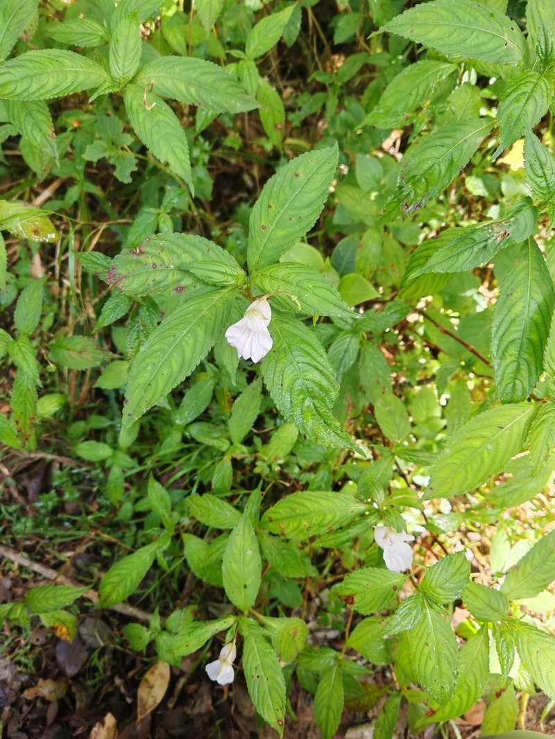 Impatiens loheri photo 8