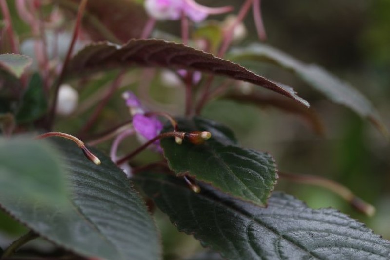 Impatiens loki-schmidtiae