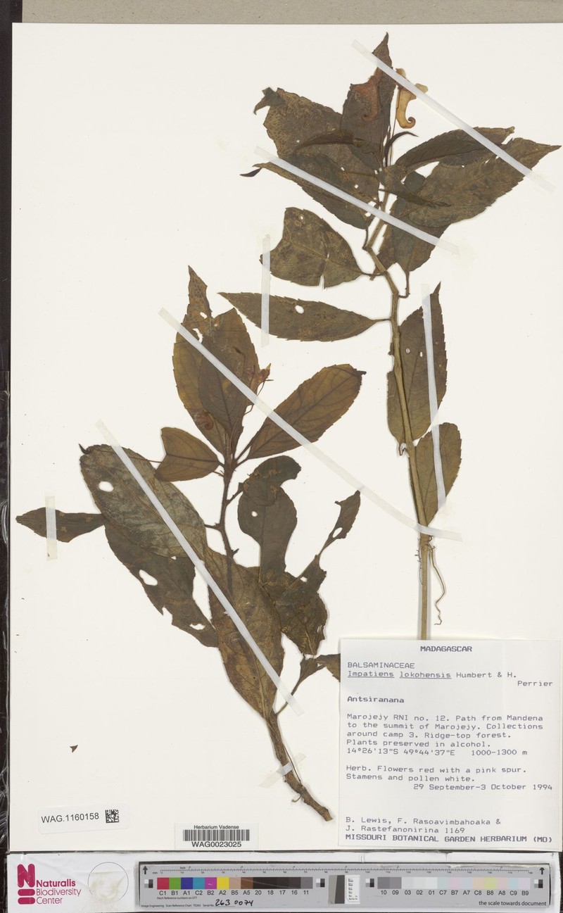 Impatiens lokohensis