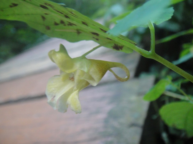 Impatiens longialata photo 2