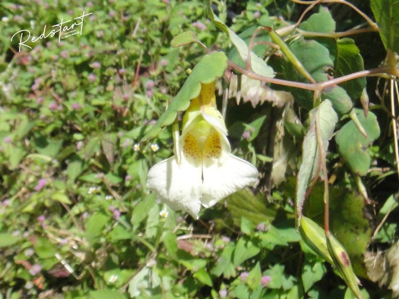 Impatiens longialata photo 5