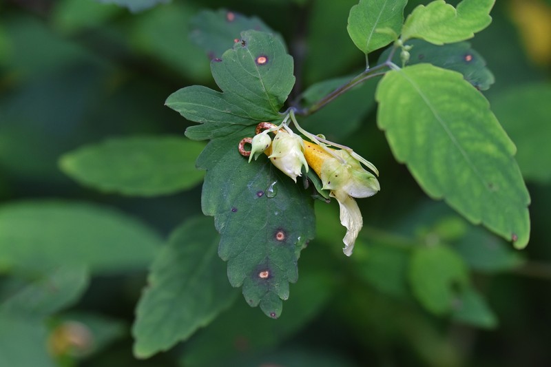 Impatiens longialata photo 6