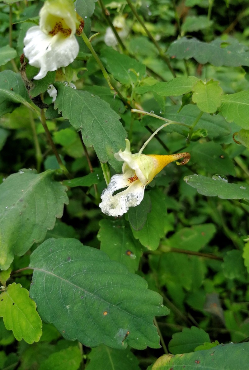 Impatiens longialata photo 7
