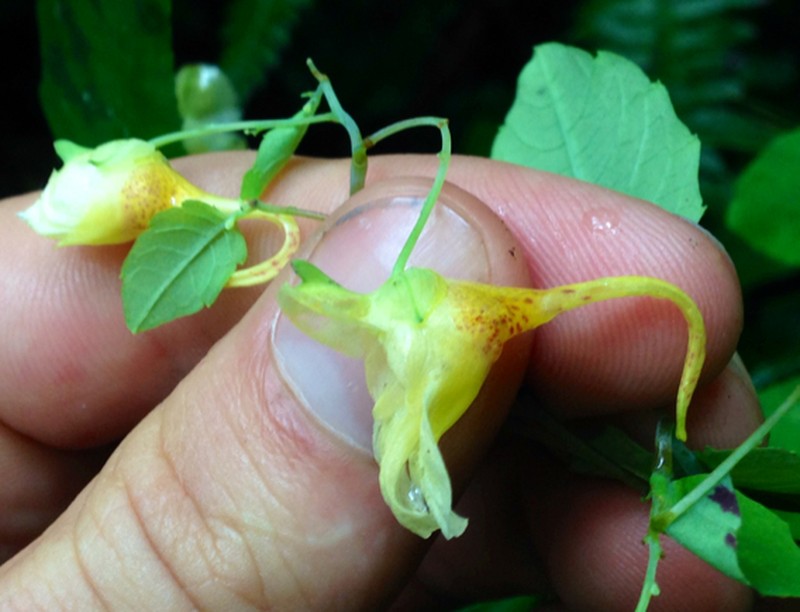 Impatiens longialata photo 8