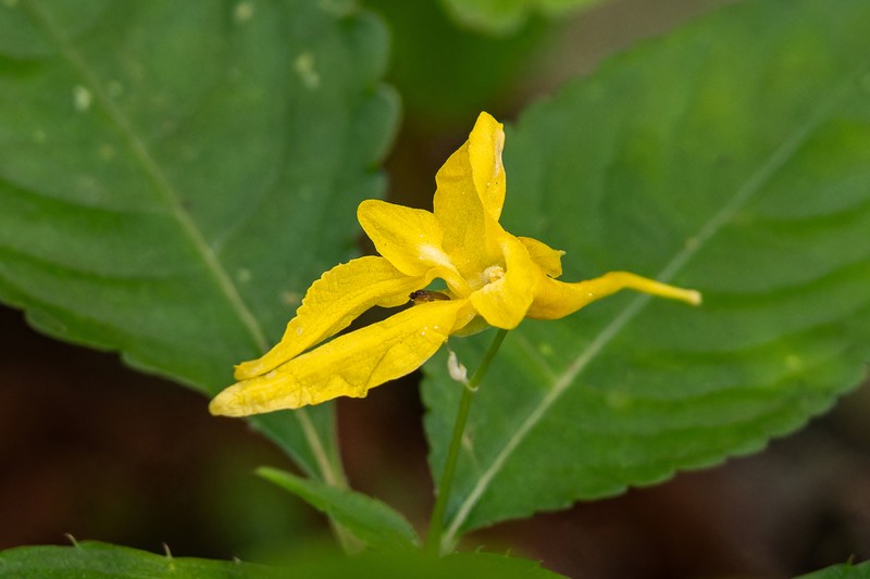 Impatiens longiloba