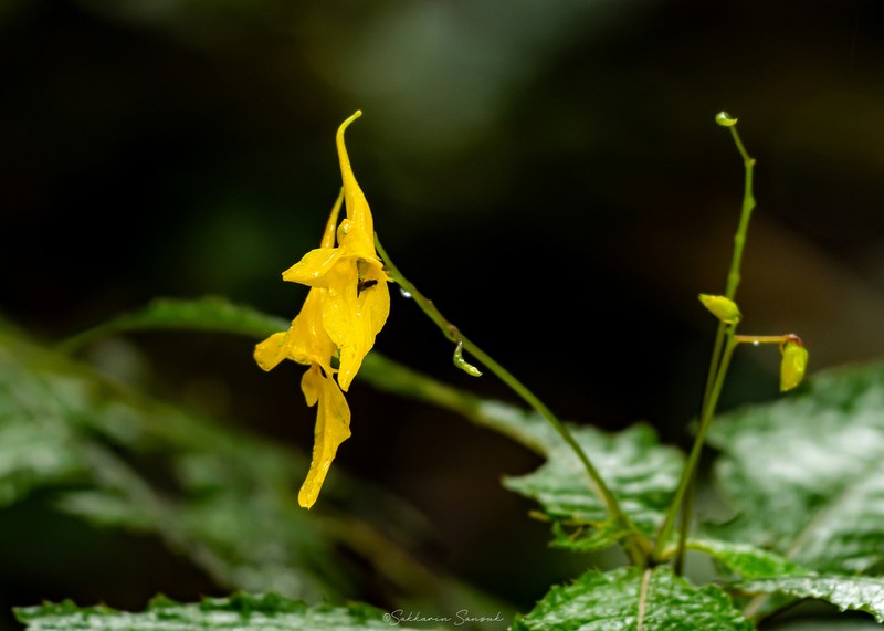 Impatiens longiloba photo 2
