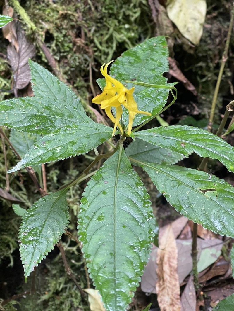 Impatiens longiloba photo 3