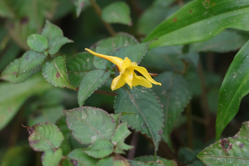Impatiens longiloba photo 4