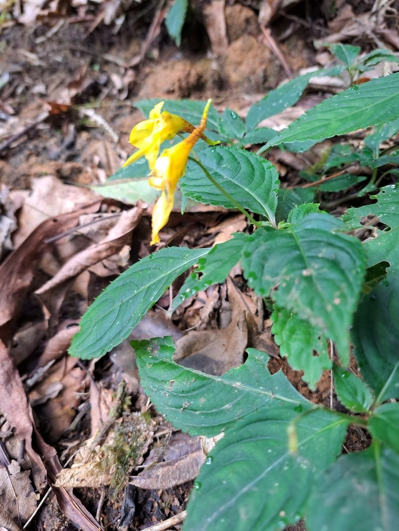 Impatiens longiloba photo 5