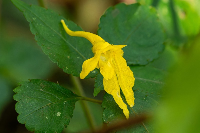 Impatiens longiloba photo 6