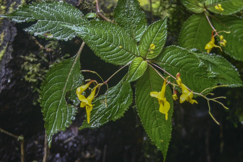 Impatiens longiloba photo 7