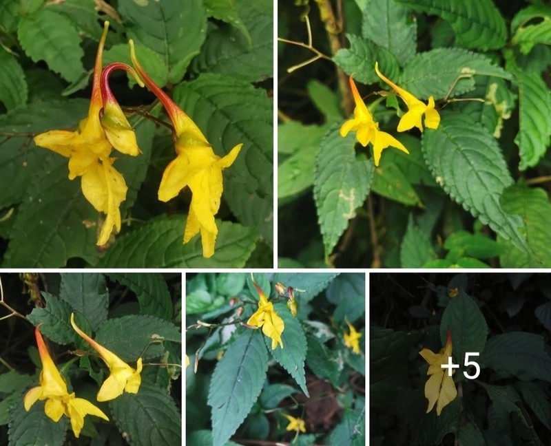 Impatiens longiloba photo 8