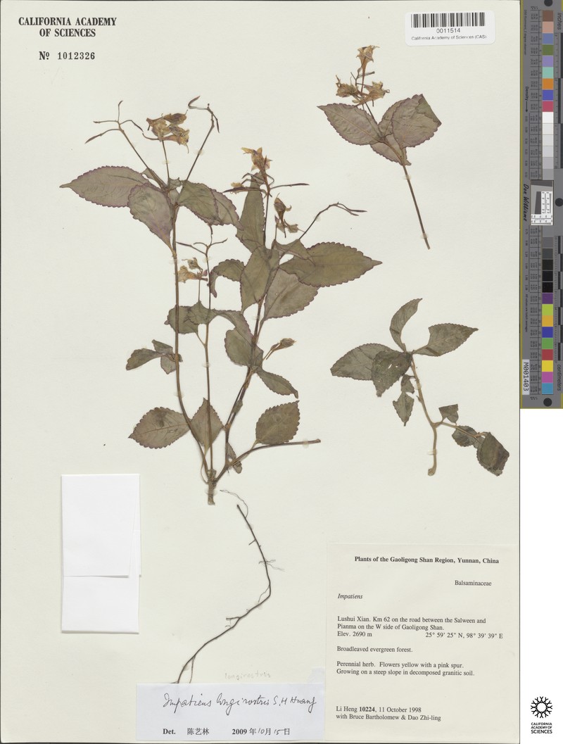 Impatiens longirostris