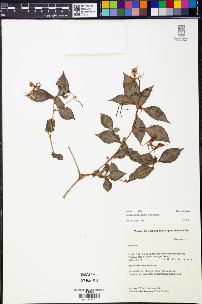 Impatiens longirostris photo 2