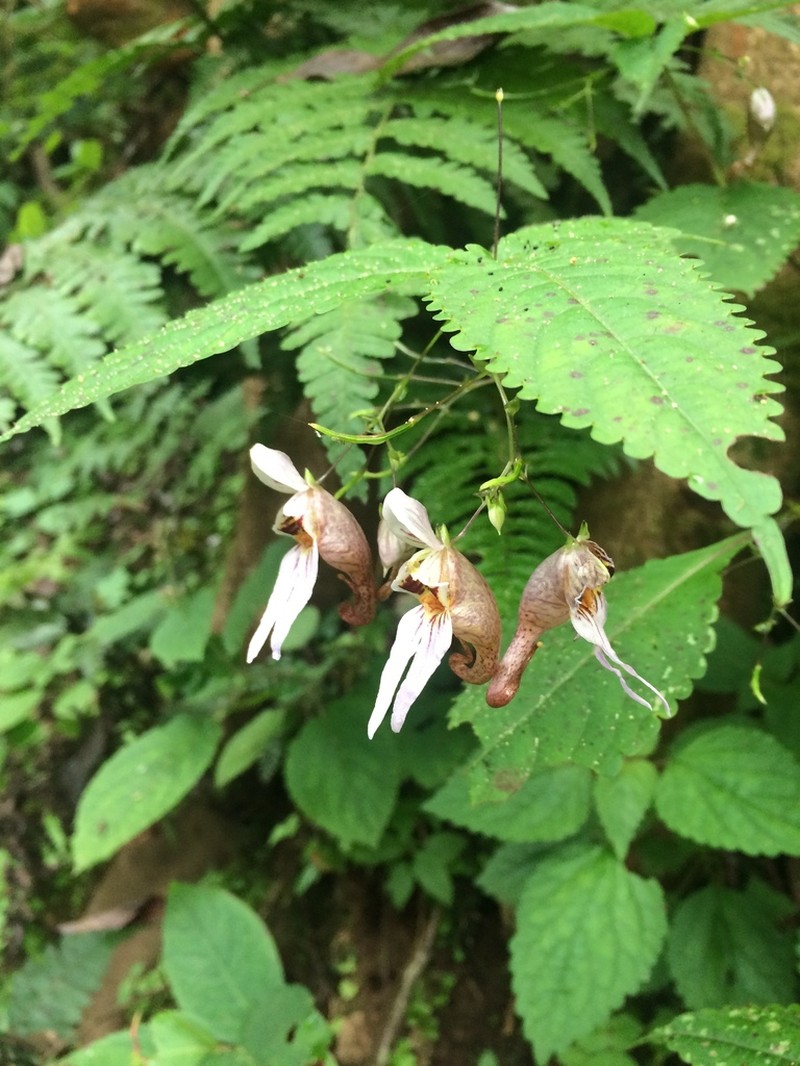 Impatiens longyangensis photo 2