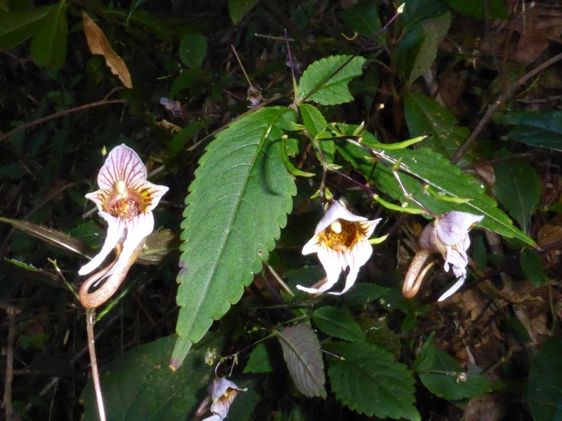 Impatiens longyangensis photo 3