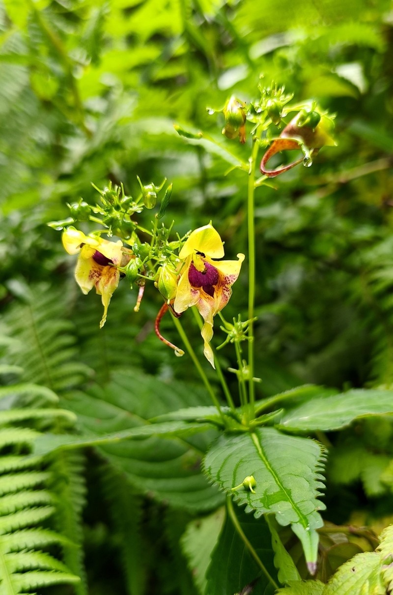 Impatiens loulanensis