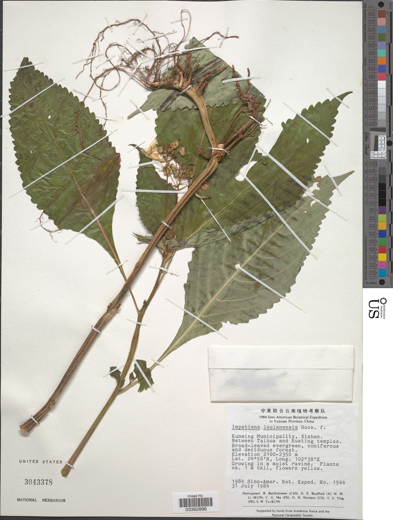 Impatiens loulanensis photo 2