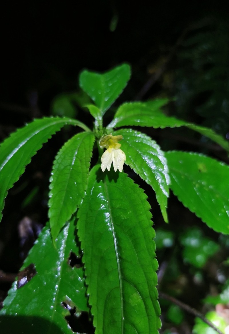 Impatiens lucorum