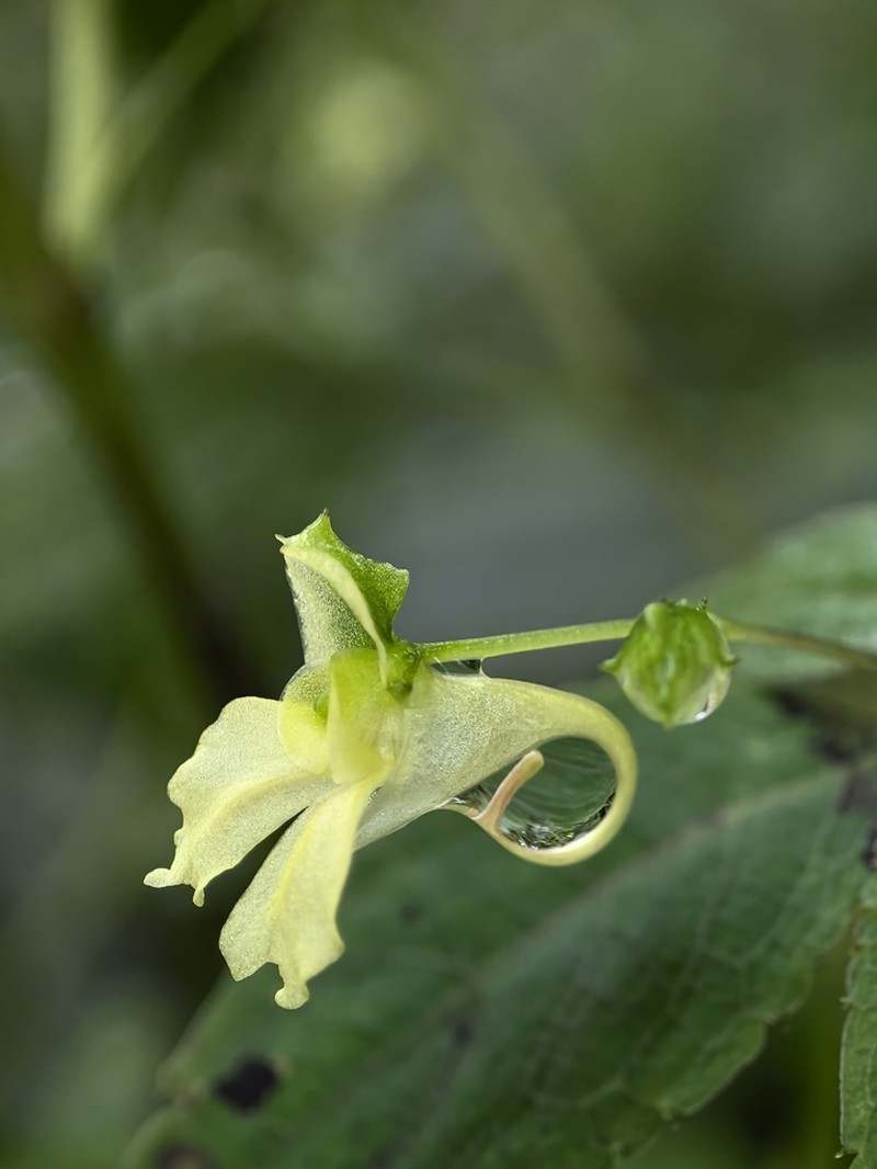 Impatiens lucorum photo 2