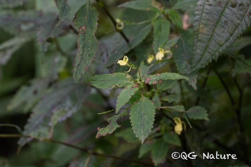 Impatiens lucorum photo 4