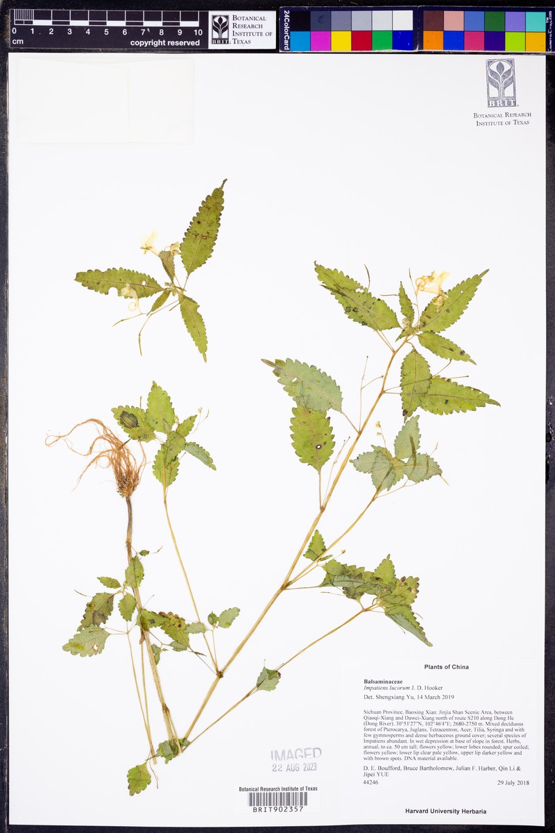 Impatiens lucorum photo 5