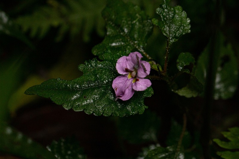 Impatiens ludewigii