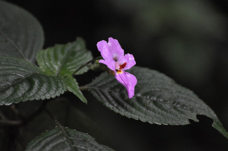 Impatiens ludewigii photo 2