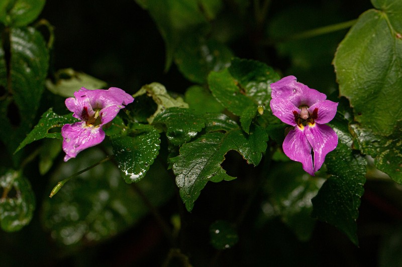 Impatiens ludewigii photo 3