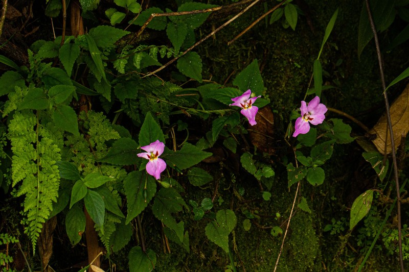 Impatiens ludewigii photo 4