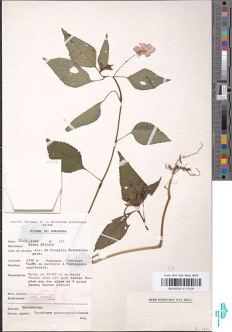 Impatiens ludewigii photo 6