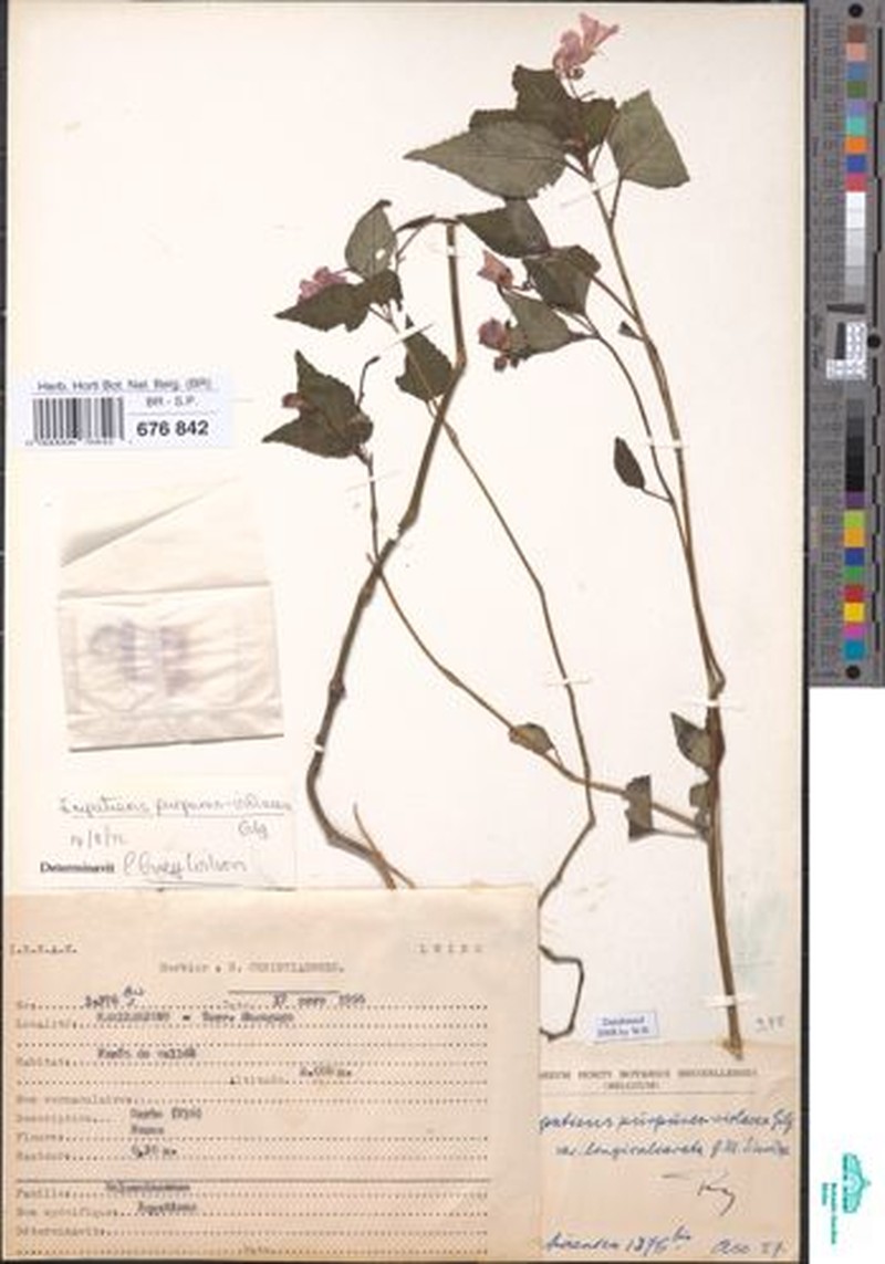 Impatiens ludewigii photo 7