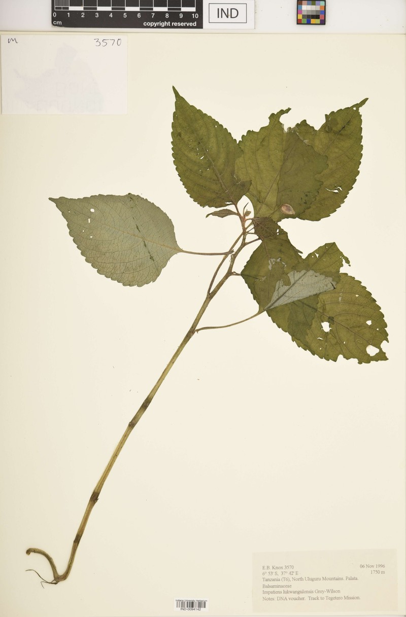 Impatiens lukwangulensis