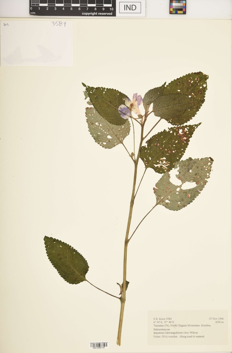Impatiens lukwangulensis photo 2