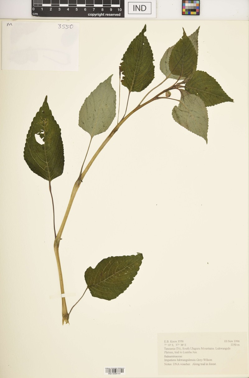 Impatiens lukwangulensis photo 3