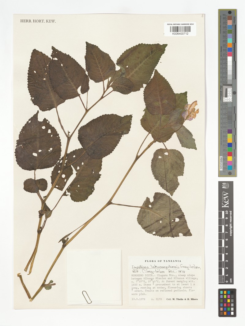 Impatiens lukwangulensis photo 4