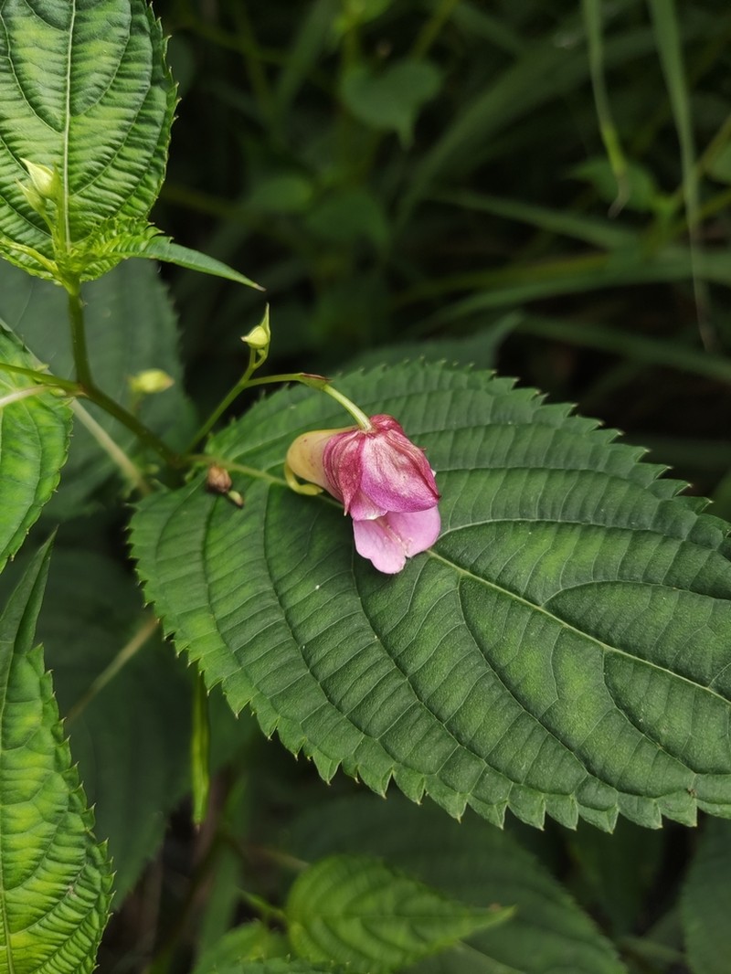 Impatiens lushiensis