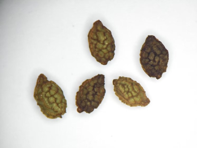 Impatiens lushiensis photo 2